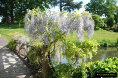 080.2019-05-15-RHS-Wisley.-228-