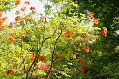 089.2019-05-15-RHS-Wisley.-219-