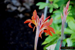 122.2019-05-15-RHS-Wisley.-186-