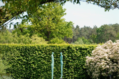 147.2019-05-15-RHS-Wisley.-161-
