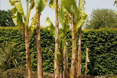 156.2019-05-15-RHS-Wisley.-152-