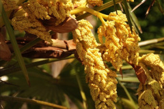 157.2019-05-15-RHS-Wisley.-151-