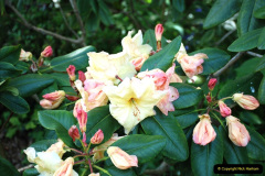 168.2019-05-15-RHS-Wisley.-140-