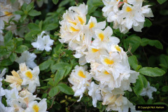172.2019-05-15-RHS-Wisley.-136-
