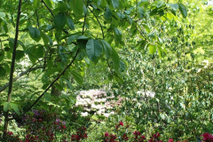 178.2019-05-15-RHS-Wisley.-130-