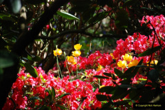 183.2019-05-15-RHS-Wisley.-125-