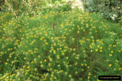 211.2019-05-15-RHS-Wisley.-97-