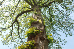 221.2019-05-15-RHS-Wisley.-87-