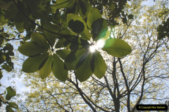 222.2019-05-15-RHS-Wisley.-86-
