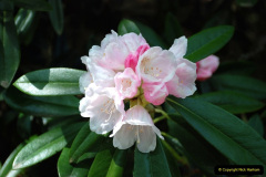 225.2019-05-15-RHS-Wisley.-83-