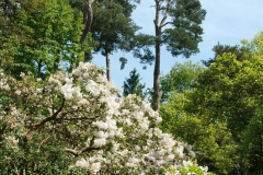 250.2019-05-15-RHS-Wisley.-58-