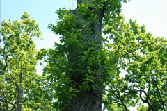 254.2019-05-15-RHS-Wisley.-54-
