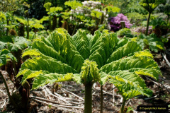 256.2019-05-15-RHS-Wisley.-52-