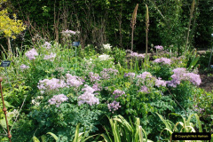 261.2019-05-15-RHS-Wisley.-47-