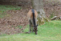 030.2019-05-26-Brownsea-Island-visit.-27-