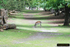 035.2019-05-26-Brownsea-Island-visit.-22-
