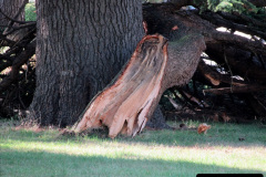067.2019-07-28-Tree-Break.-2-