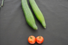 305.2019-09-08-Dorset-County-Show-@-Dorchester.-305-