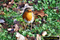 131.2019-11-28-The-SR-no-running-day-Swanage-to-Wareham.-131-