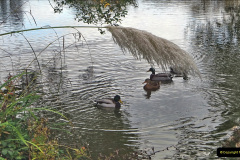 003.2021-11-13-A-circular-tour-of-Poole-Park-Poole-Dorset.-3-Start-of-tour.-