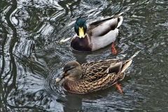 010.2021-11-13-A-circular-tour-of-Poole-Park-Poole-Dorset.-10-Start-of-tour.-