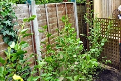 2022-06-13-Old-hedge-out-new-hedge-in-at-your-Hosts-house.-24-024