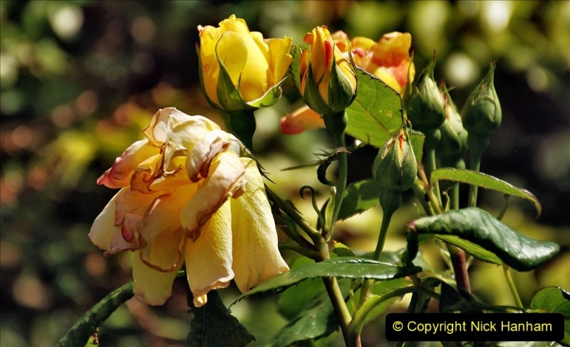 2022-06-17-Greys-Court-NT-Oxfordshire.-Flowers-Roses-and-Art.-82-082