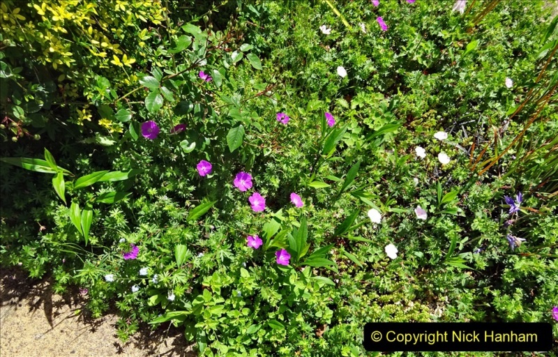 2022-05-22-A-Poole-Garden-in-Early-Summer.-19-019
