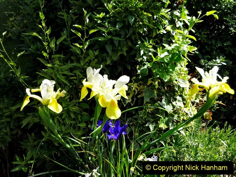2022-05-22-A-Poole-Garden-in-Early-Summer.-21-021