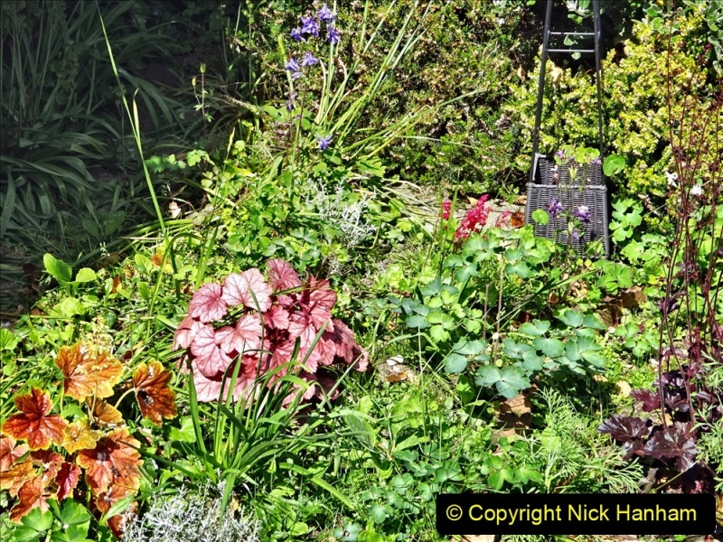 2022-05-22-A-Poole-Garden-in-Early-Summer.-51-051