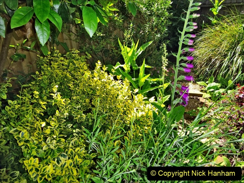 2022-05-22-A-Poole-Garden-in-Early-Summer.-63-063
