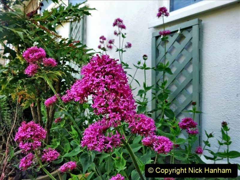 2022-05-22-A-Poole-Garden-in-Early-Summer.-7-007