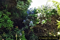 2022-05-22-A-Poole-Garden-in-Early-Summer.-11-011