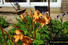 2022-05-22-A-Poole-Garden-in-Early-Summer.-20-020
