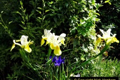 2022-05-22-A-Poole-Garden-in-Early-Summer.-21-021