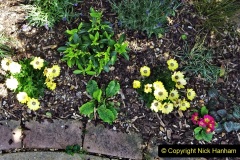 2022-05-22-A-Poole-Garden-in-Early-Summer.-26-026
