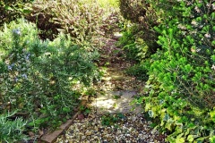 2022-05-22-A-Poole-Garden-in-Early-Summer.-43-043