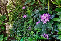 2022-05-22-A-Poole-Garden-in-Early-Summer.-50-050