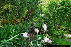 2022-05-22-A-Poole-Garden-in-Early-Summer.-59-059