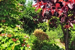 2022-05-22-A-Poole-Garden-in-Early-Summer.-67-067