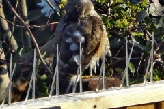 2022-03-24-Female-Sparrow-Hawk-seen-in-your-Hosts-garden.-2-009