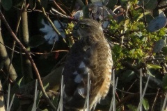 2022-03-24-Female-Sparrow-Hawk-seen-in-your-Hosts-garden.-3-010