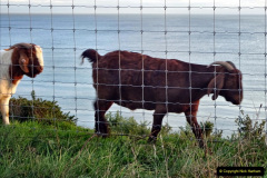 080.2021-11-04-to-05-Two-days-and-one-night-in-Bournemouth.-80-Goats-keeping-the-cliffs-tidy.-
