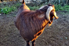 083.2021-11-04-to-05-Two-days-and-one-night-in-Bournemouth.-83-Goats-keeping-the-cliffs-tidy.-