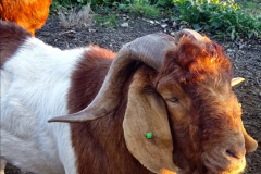084.2021-11-04-to-05-Two-days-and-one-night-in-Bournemouth.-84-Goats-keeping-the-cliffs-tidy.-