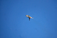 239.2021-09-03-Bournemouth-Air-Show-Pictures-AIR.-239-Raf-Typhoon-Typhoon-FGR4.-