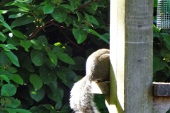 008.2023-05-21-Poole-Park-Poole-Dorset.-8-
