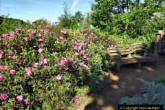 009.2023-05-21-Poole-Park-Poole-Dorset.-9-