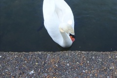 027.2023-05-21-Poole-Park-Poole-Dorset.-27-