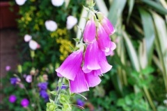 2016-06-16-A-Poole-Garden-in-early-summer.-2020